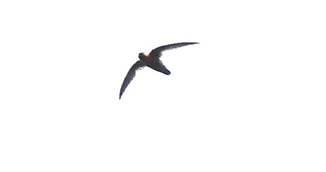 Chestnut-collared Swift - ML622142083