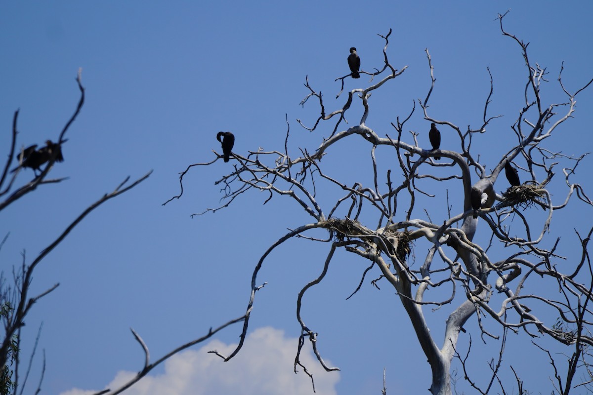 Double-crested Cormorant - ML622142129