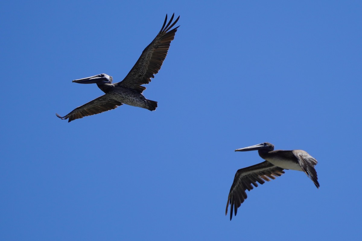 Brown Pelican - ML622142132