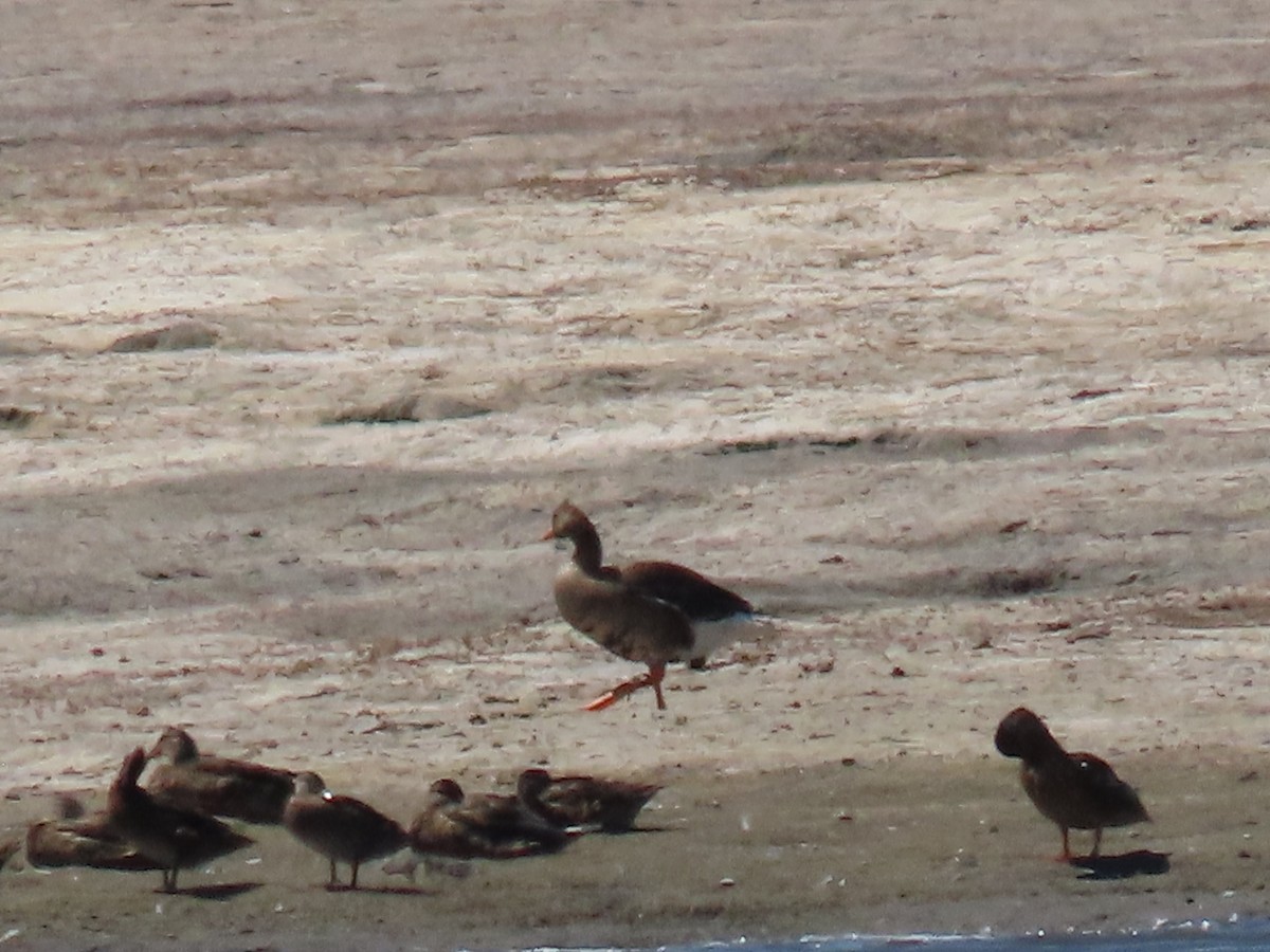 Greater White-fronted Goose - ML622142136
