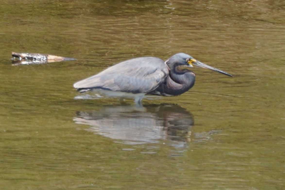 Tricolored Heron - ML622142137