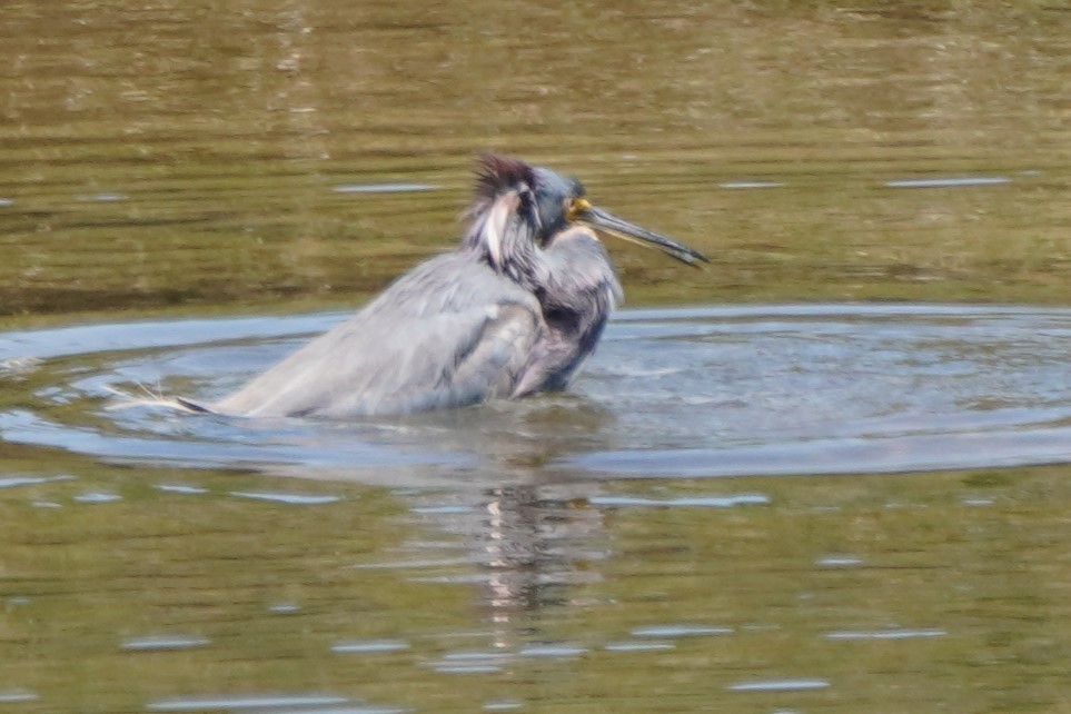 Tricolored Heron - ML622142144