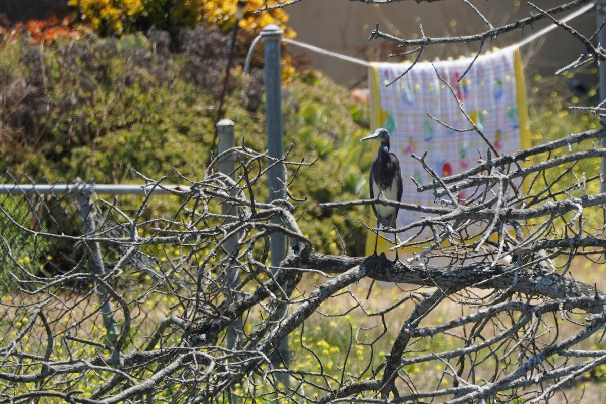 Tricolored Heron - ML622142151