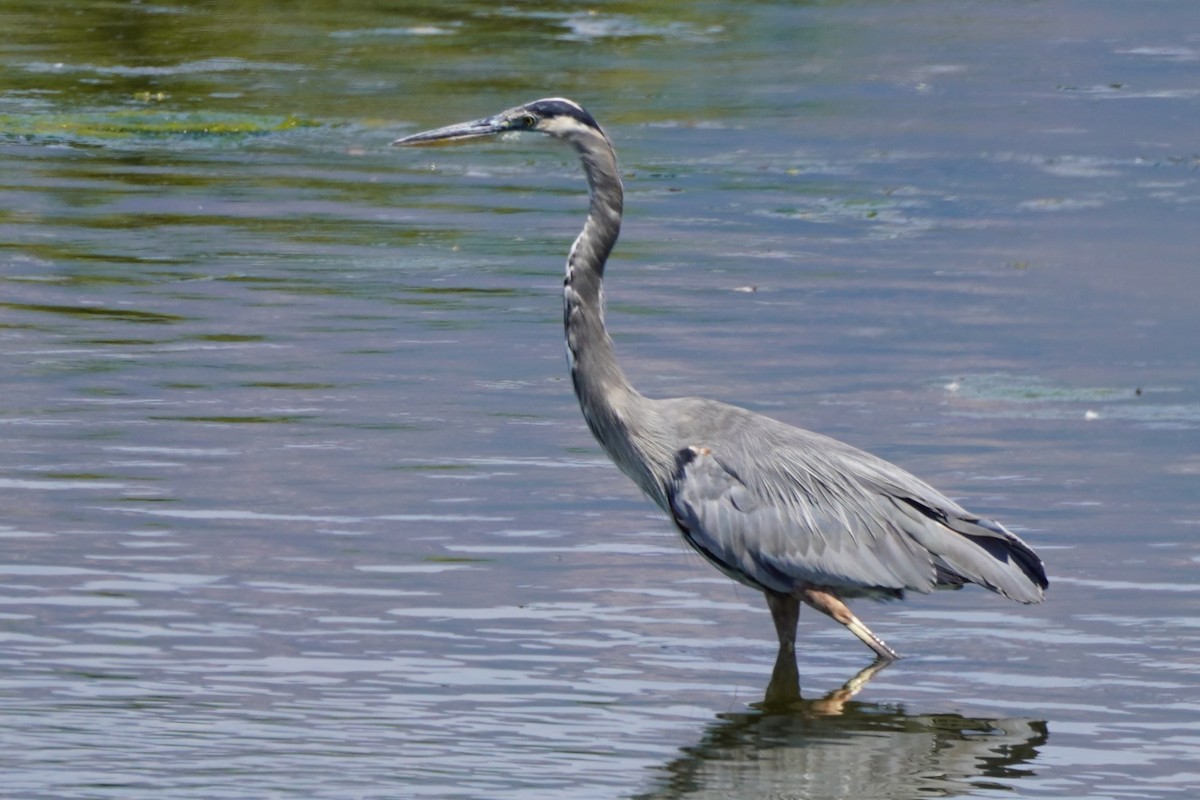 Great Blue Heron - ML622142155