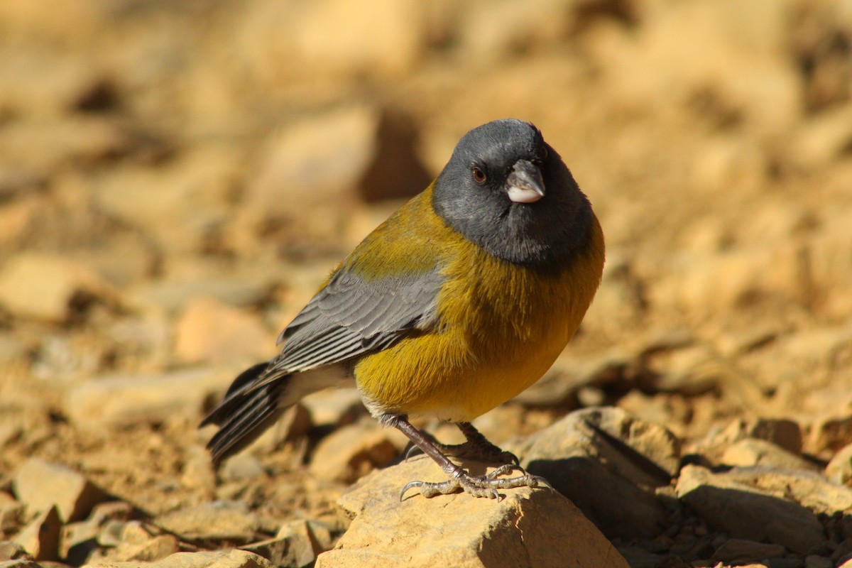 Gray-hooded Sierra Finch - ML622142161