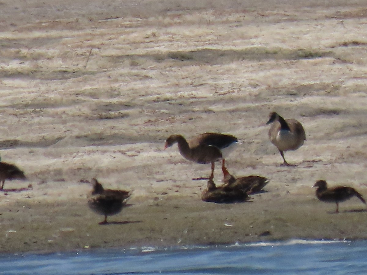 Greater White-fronted Goose - ML622142174