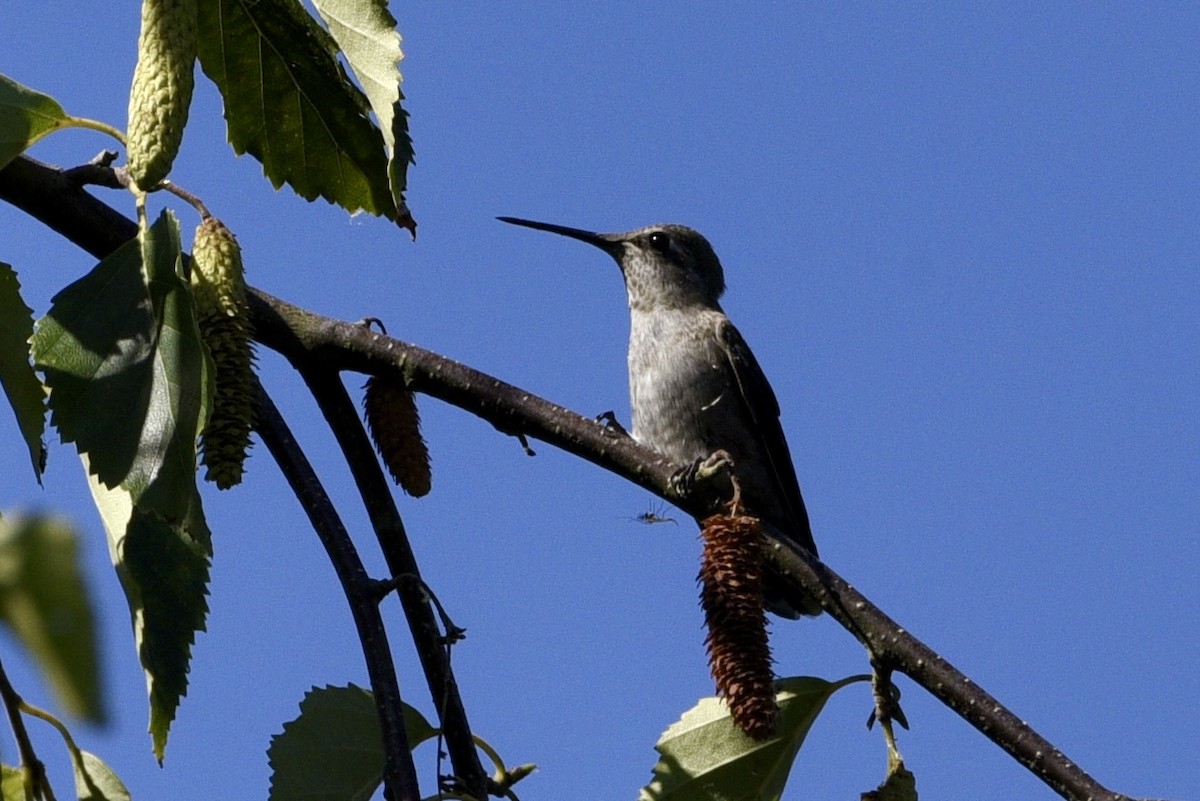 Anna's Hummingbird - ML622142185
