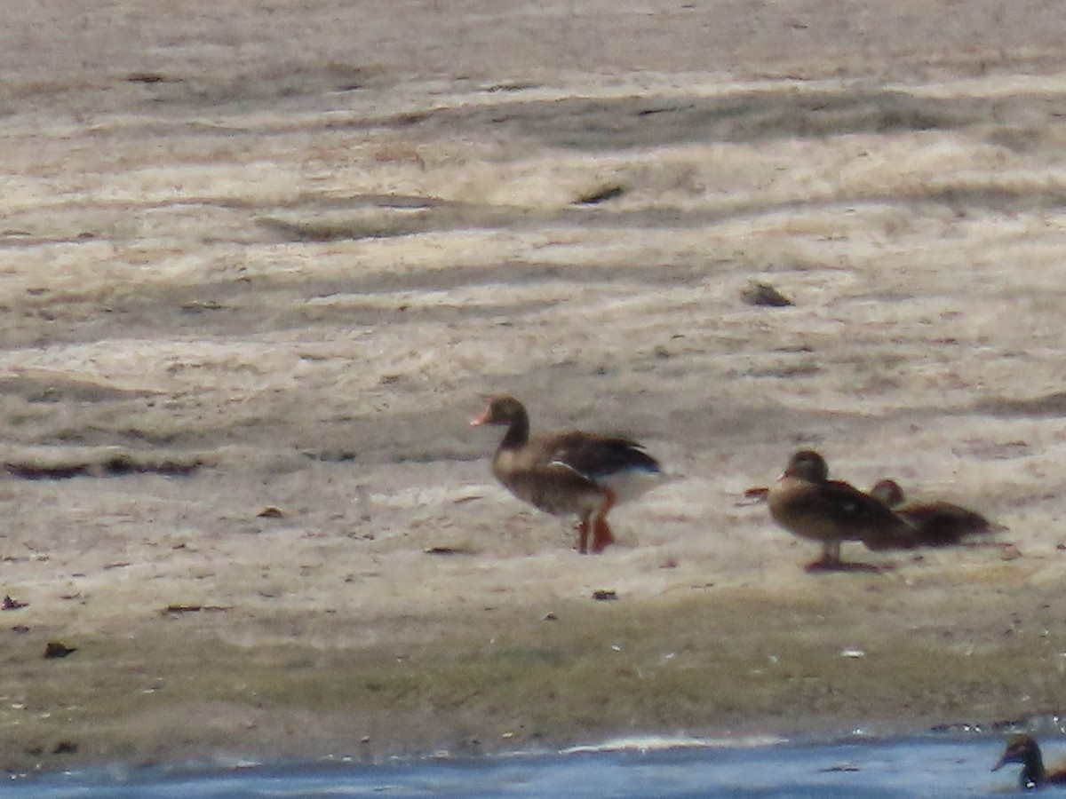Greater White-fronted Goose - ML622142187