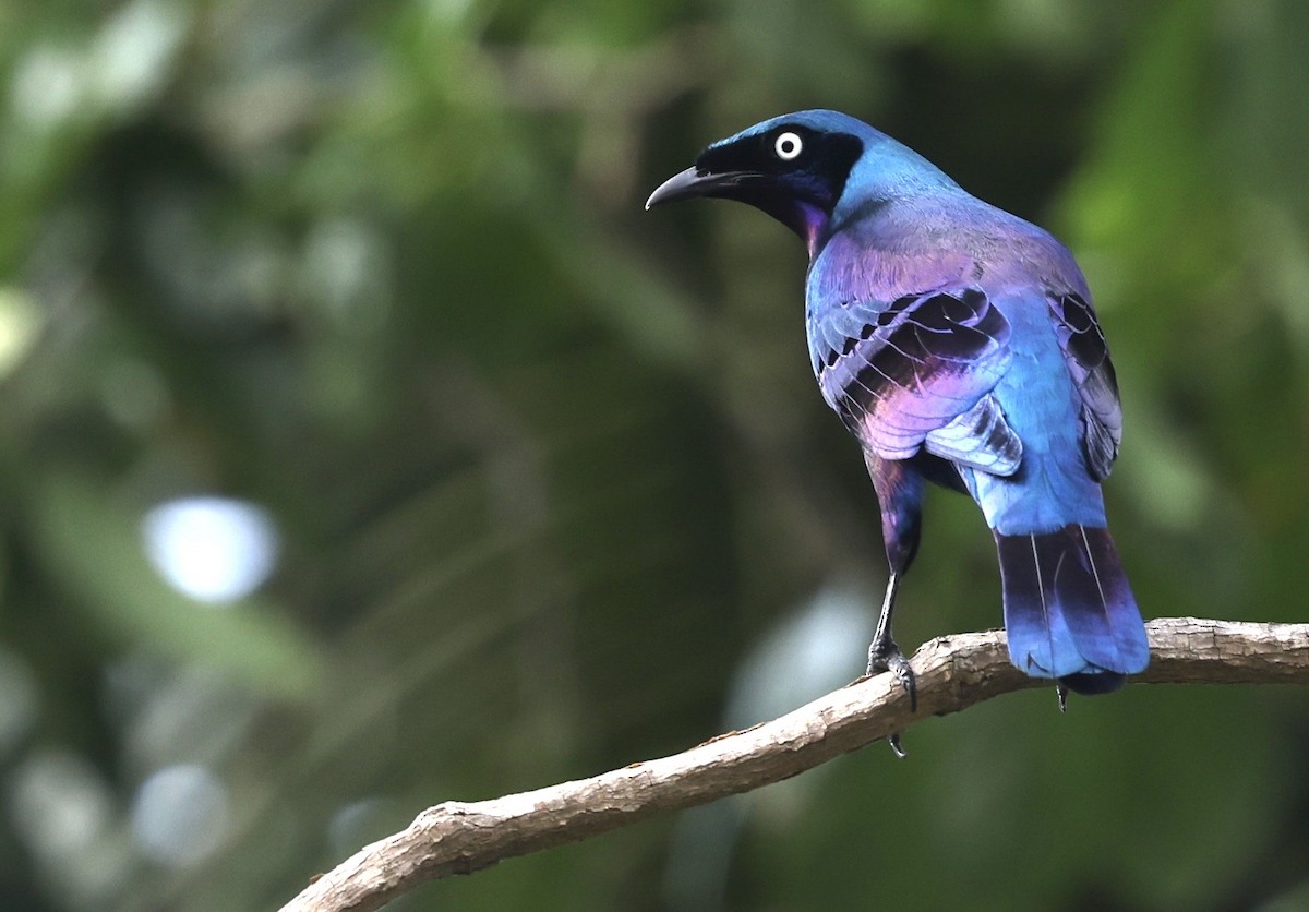 Splendid Starling - ML622142188