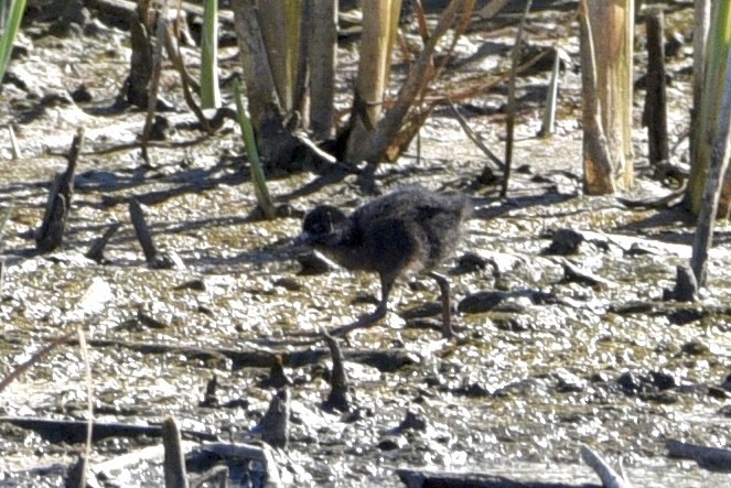 Virginia Rail - ML622142191