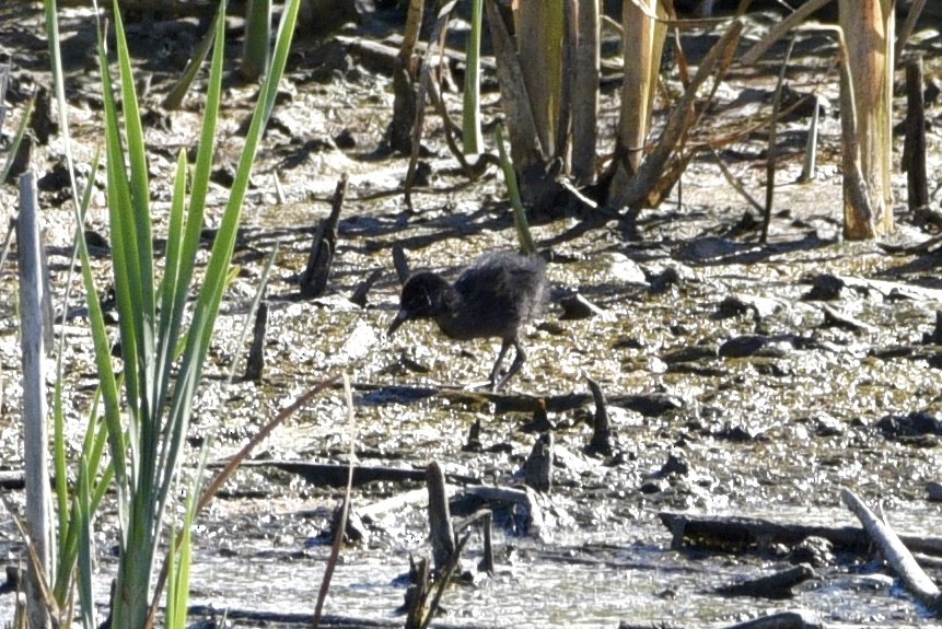 Virginia Rail - ML622142192