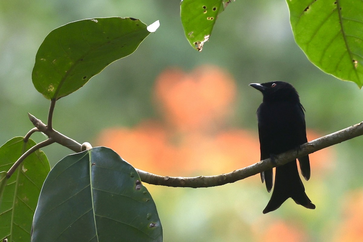 Velvet-mantled Drongo (Principe) - ML622142194