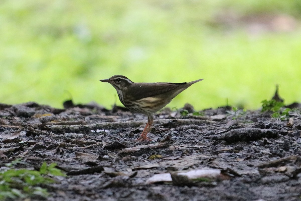 Louisiana Waterthrush - ML622142199