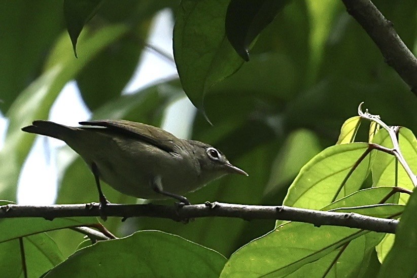Principe White-eye - ML622142203