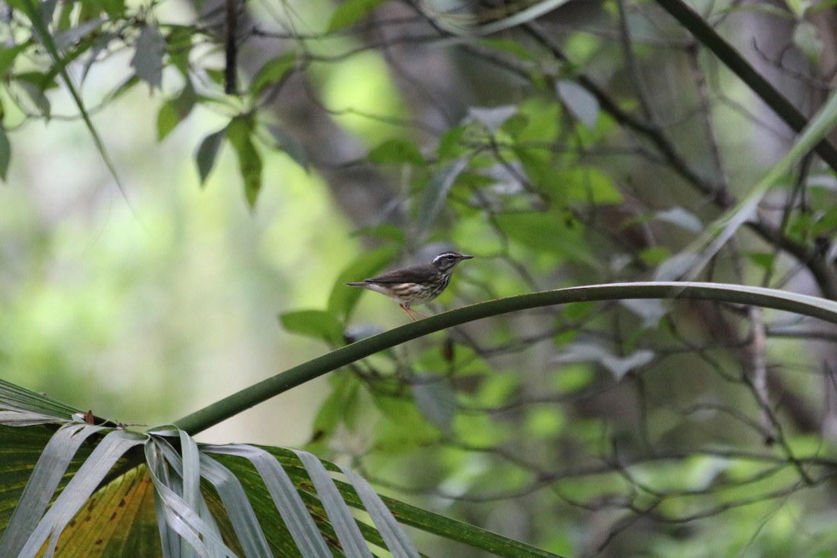 Louisiana Waterthrush - Philip Andescavage