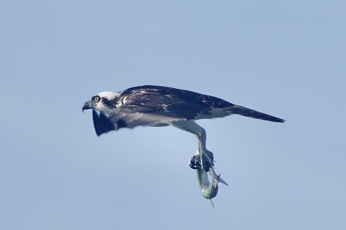 Águila Pescadora - ML622142213