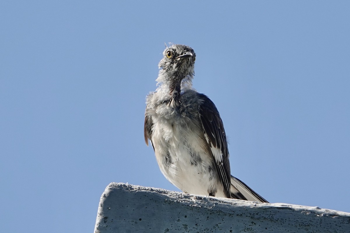 Northern Mockingbird - ML622142215