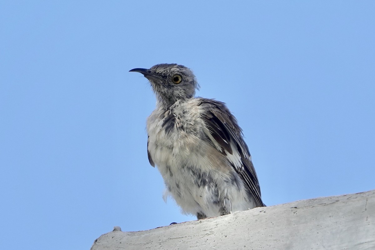 Northern Mockingbird - ML622142216