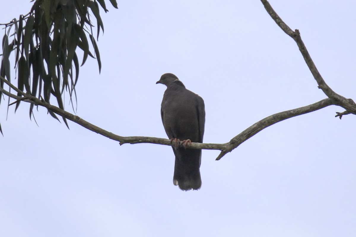 Paloma Araucana - ML622142221