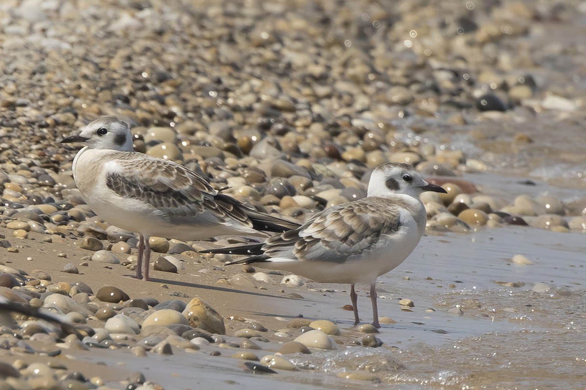 Bonaparte's Gull - Michael Bowen