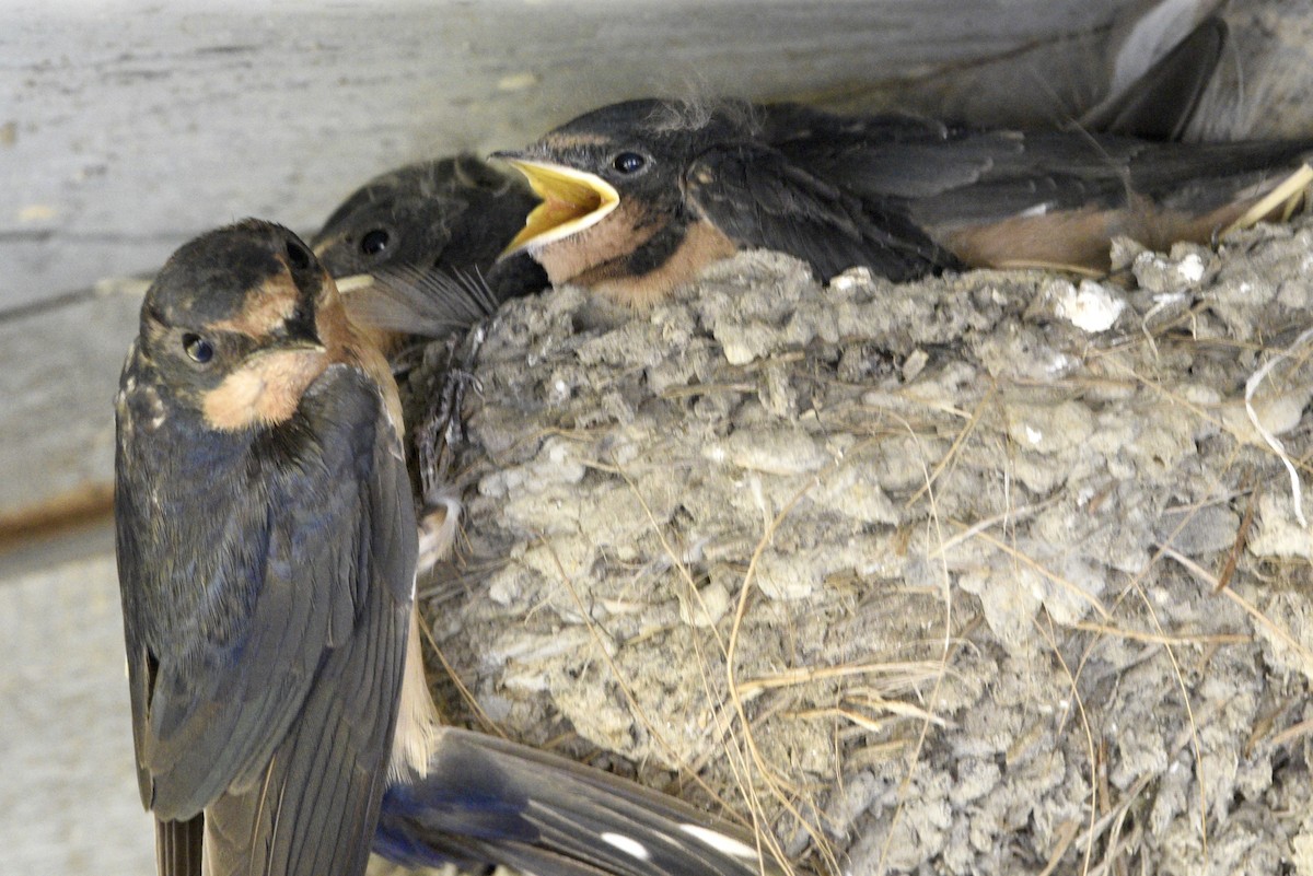 Barn Swallow - lise owens