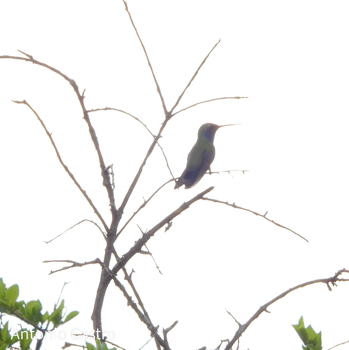 Colibrí Piquiancho Común - ML622142238