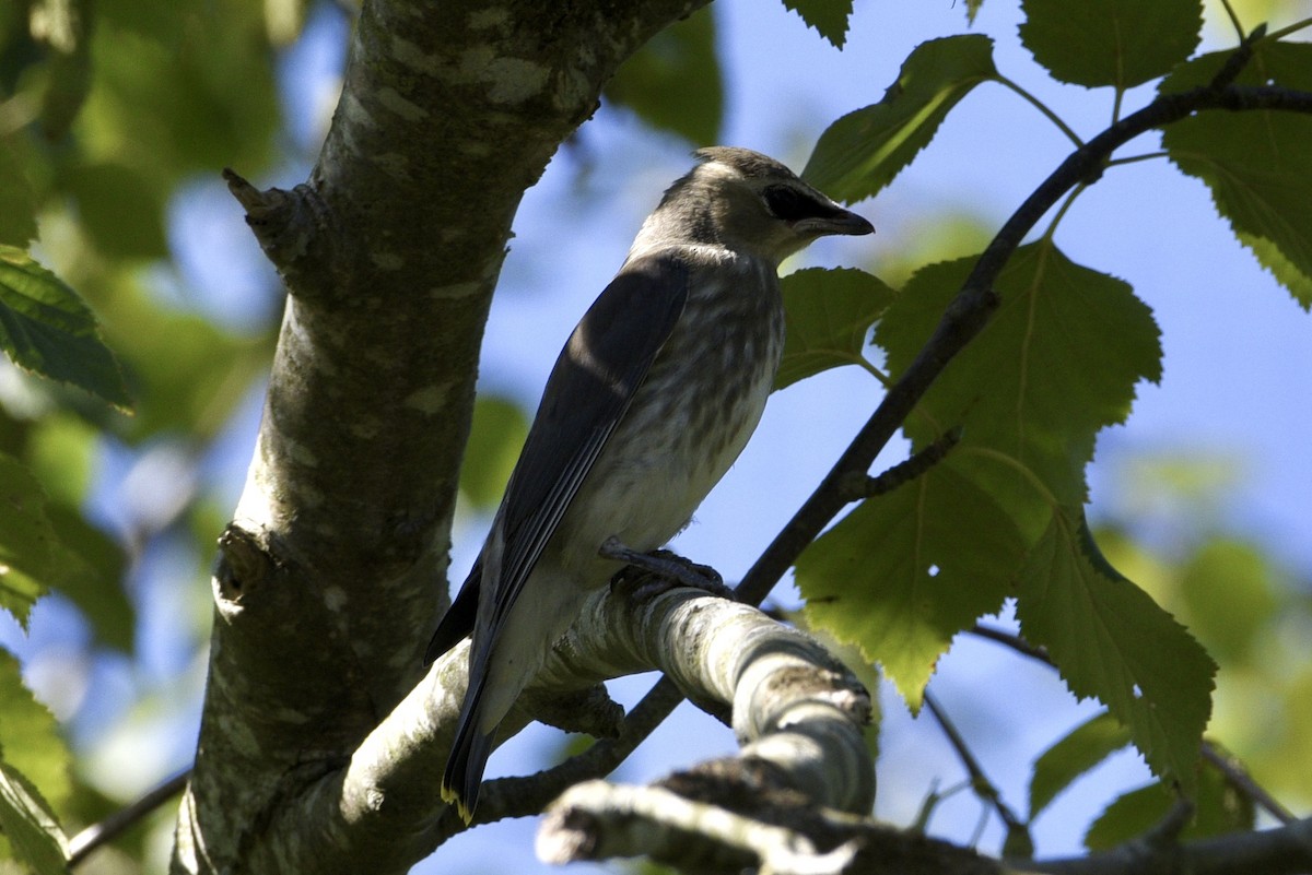 Cedar Waxwing - lise owens