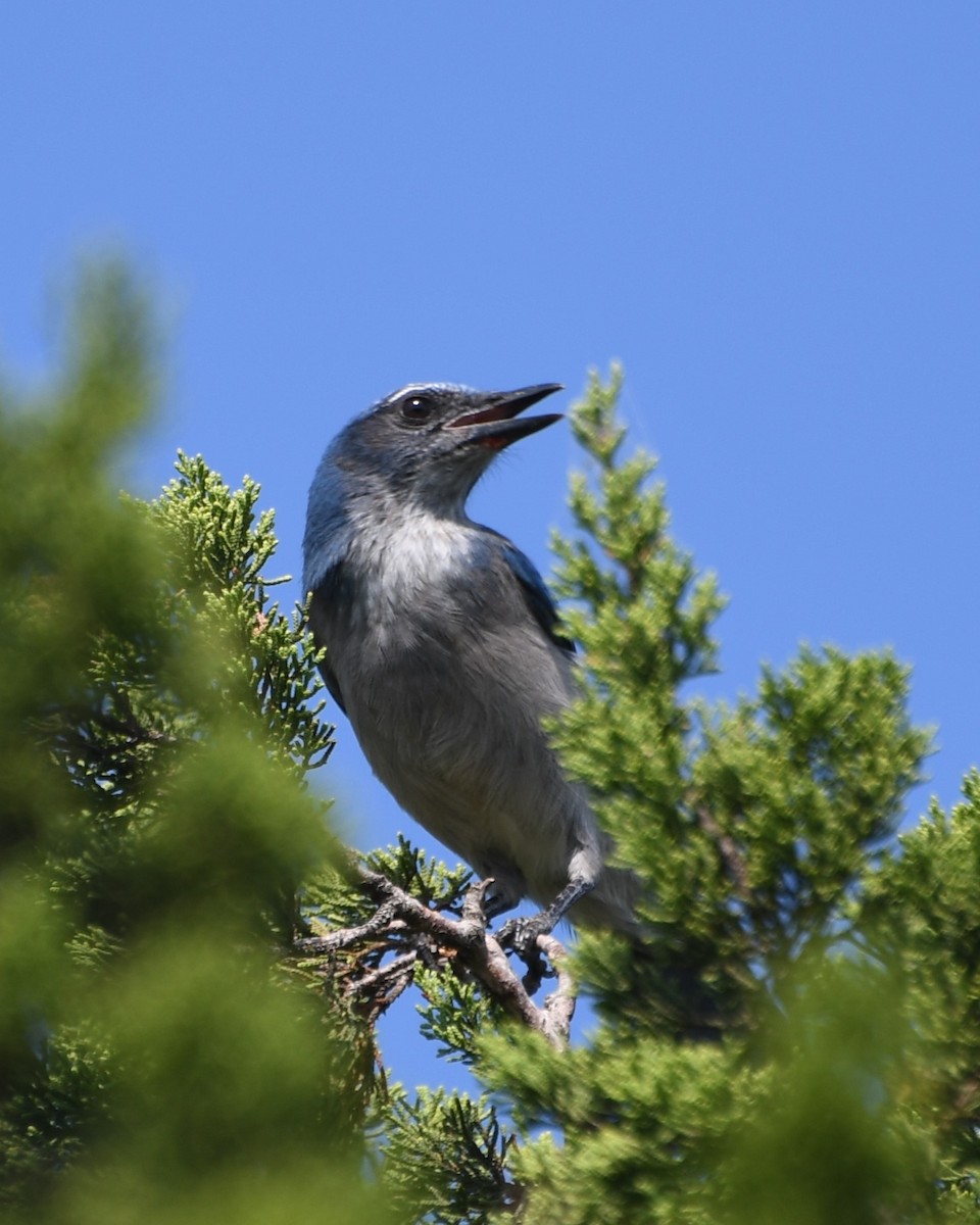 Woodhouse's Scrub-Jay - ML622142323