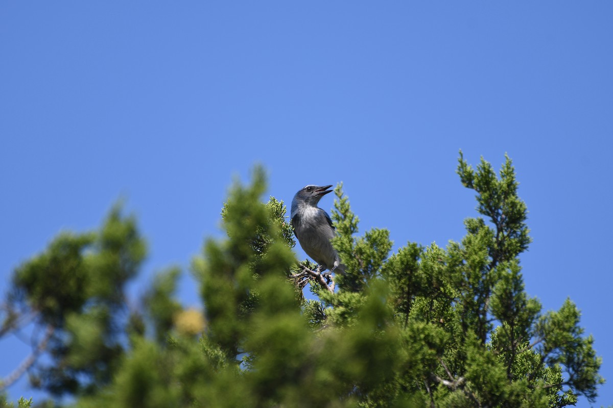 Woodhouse's Scrub-Jay - ML622142324