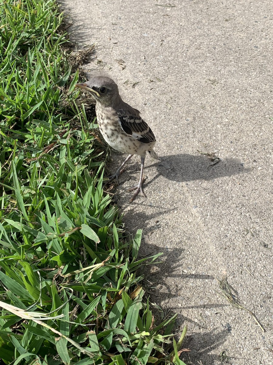 Northern Mockingbird - John Cassell