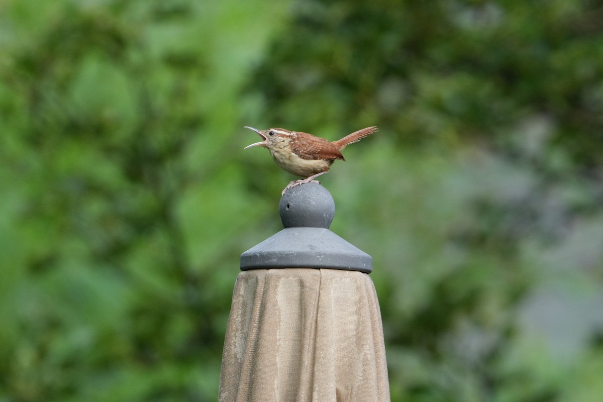 Carolina Wren - Will Cihula