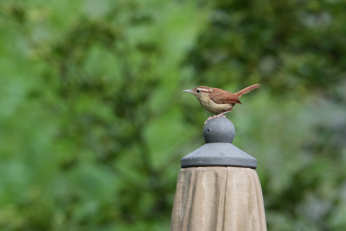 Carolina Wren - ML622142402