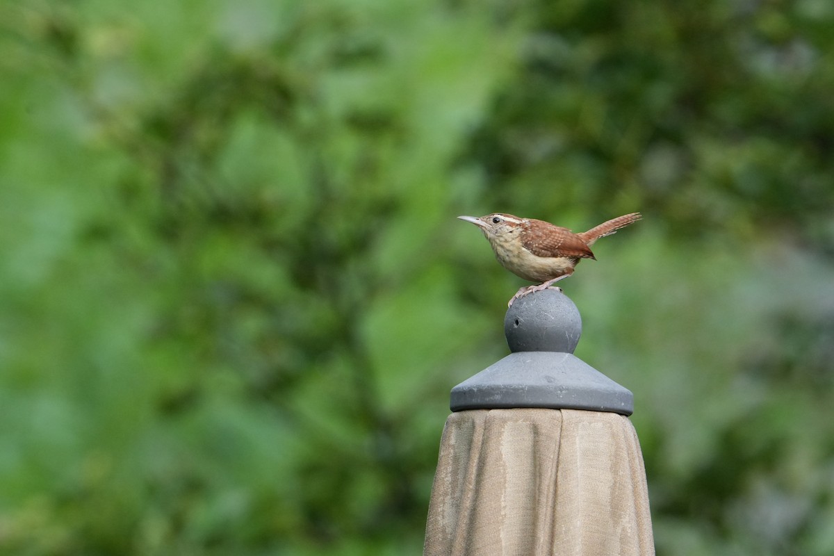 Carolina Wren - Will Cihula