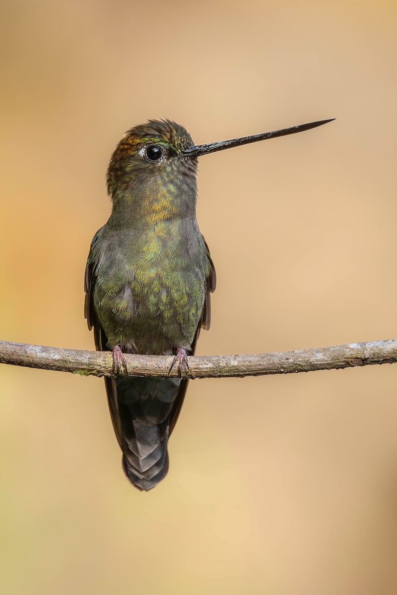 Green-fronted Lancebill - ML622142406