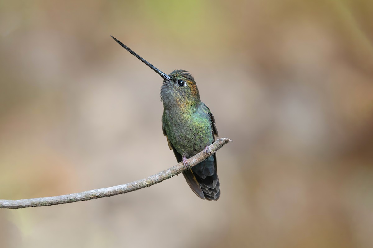 Green-fronted Lancebill - ML622142407