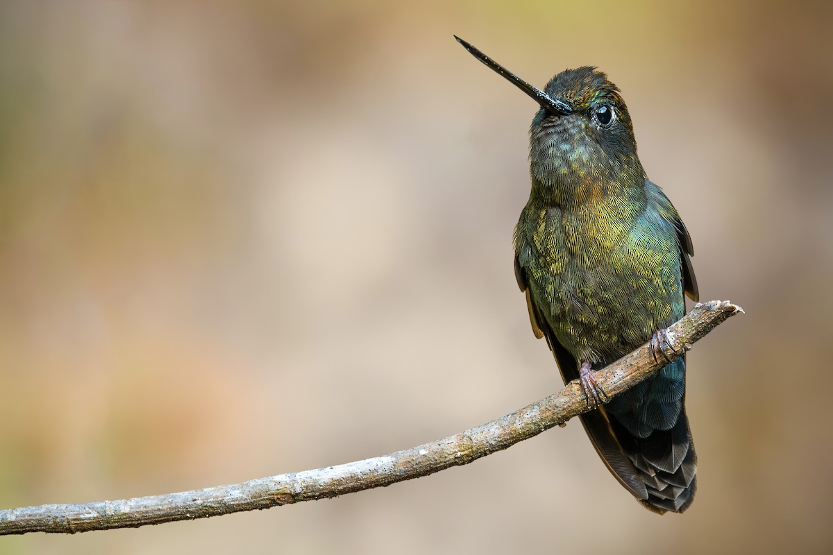 Green-fronted Lancebill - ML622142408