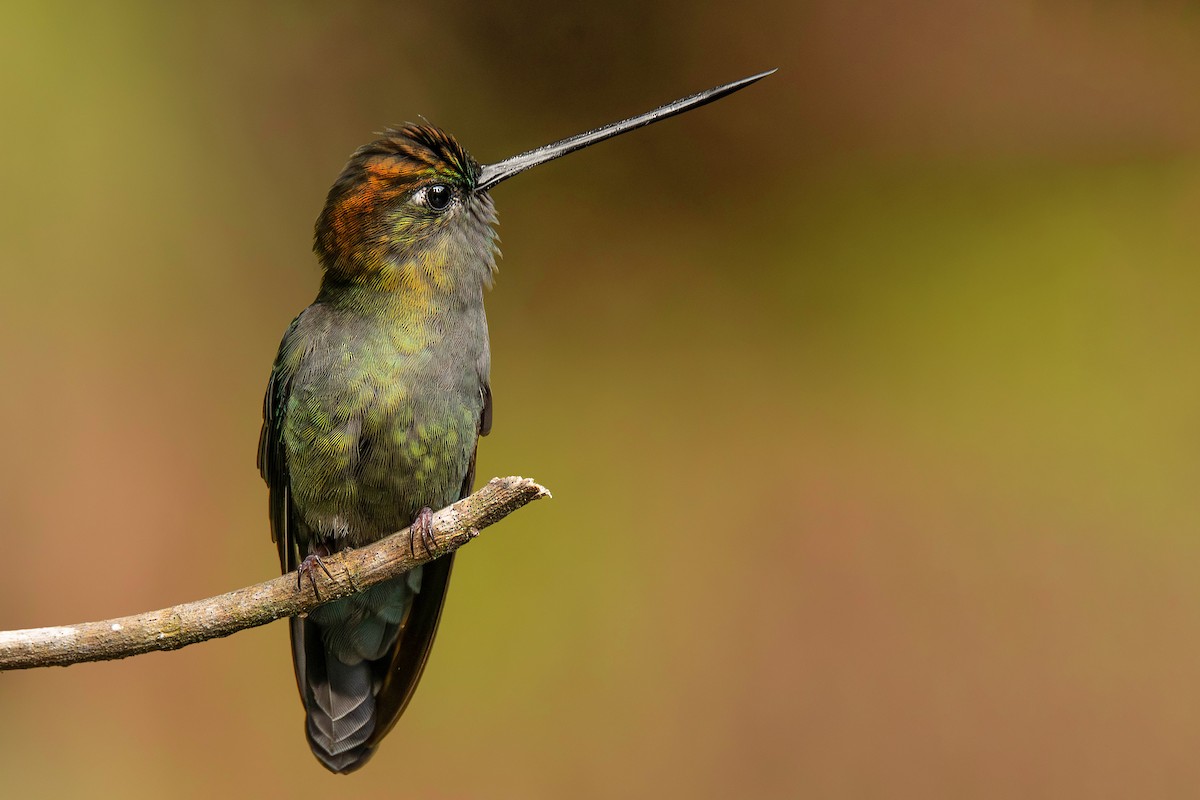 Green-fronted Lancebill - ML622142411