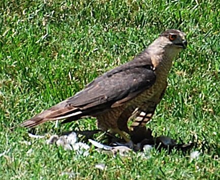 Cooper's Hawk - ML622142424