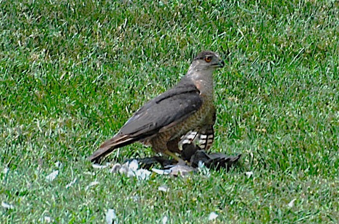 Cooper's Hawk - Sara Spates