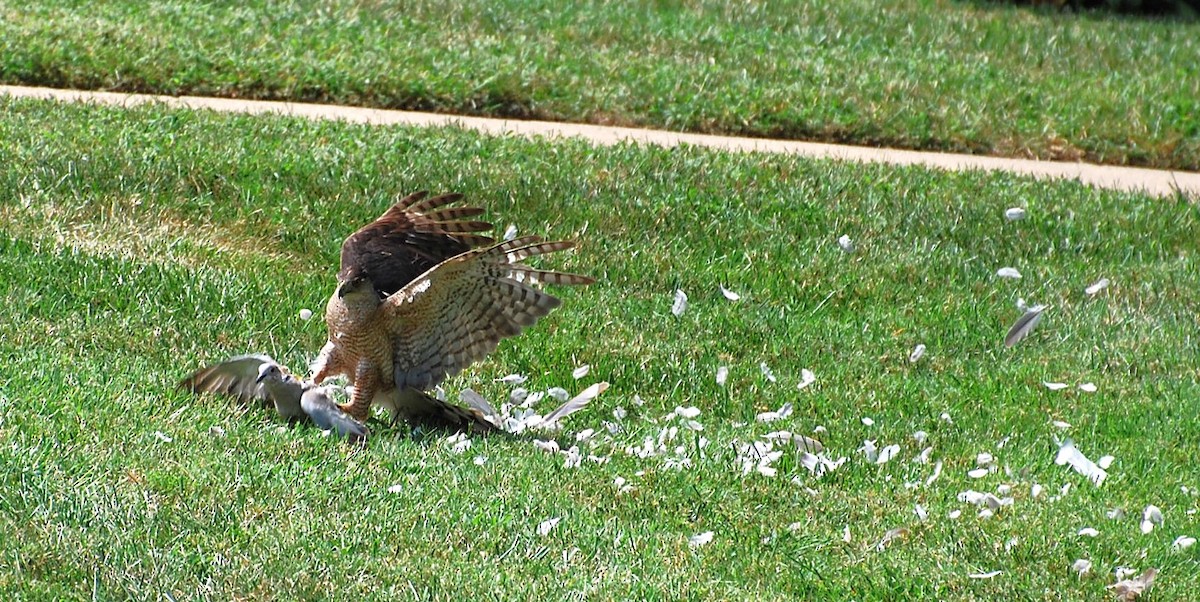 Cooper's Hawk - ML622142427