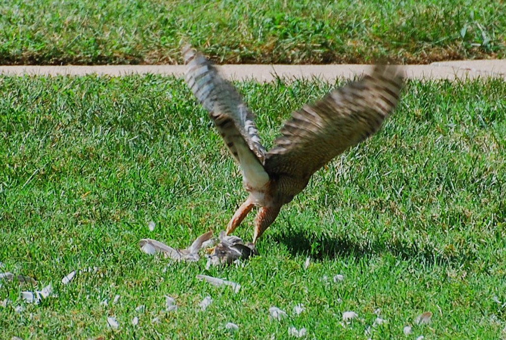 Cooper's Hawk - ML622142428