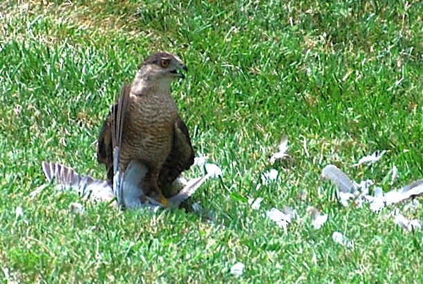 Cooper's Hawk - ML622142429