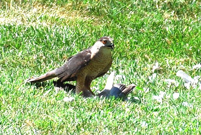 Cooper's Hawk - ML622142430