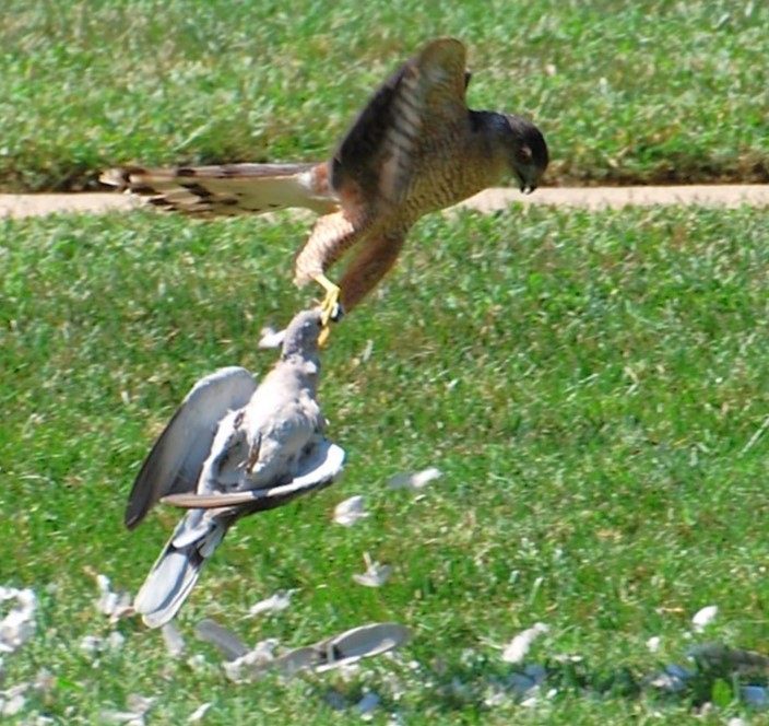 Cooper's Hawk - Sara Spates