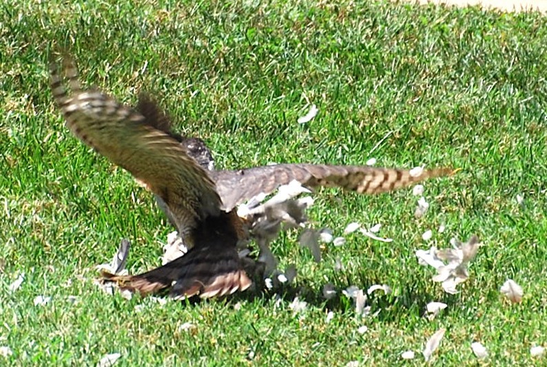 Cooper's Hawk - ML622142432