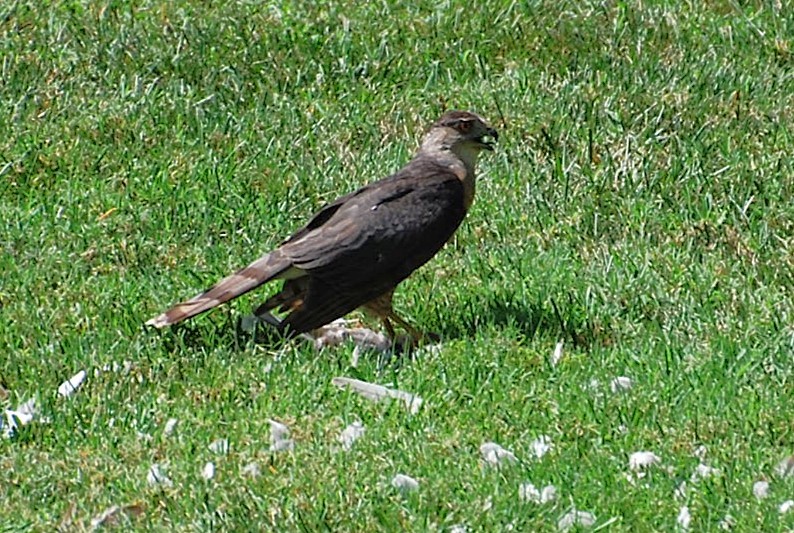 Cooper's Hawk - Sara Spates