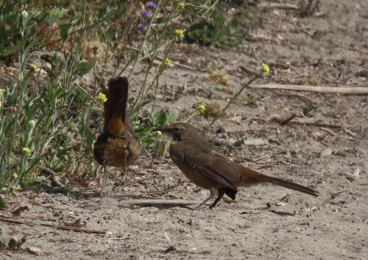 California Thrasher - ML622142446