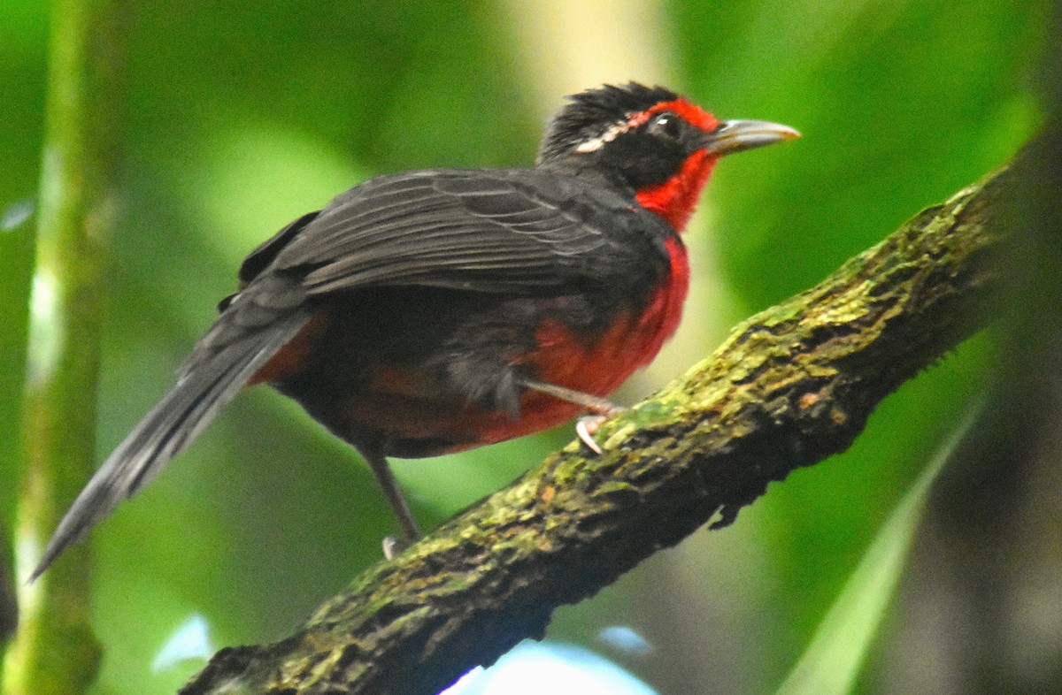 Rosy Thrush-Tanager - Rodolfo Dodero