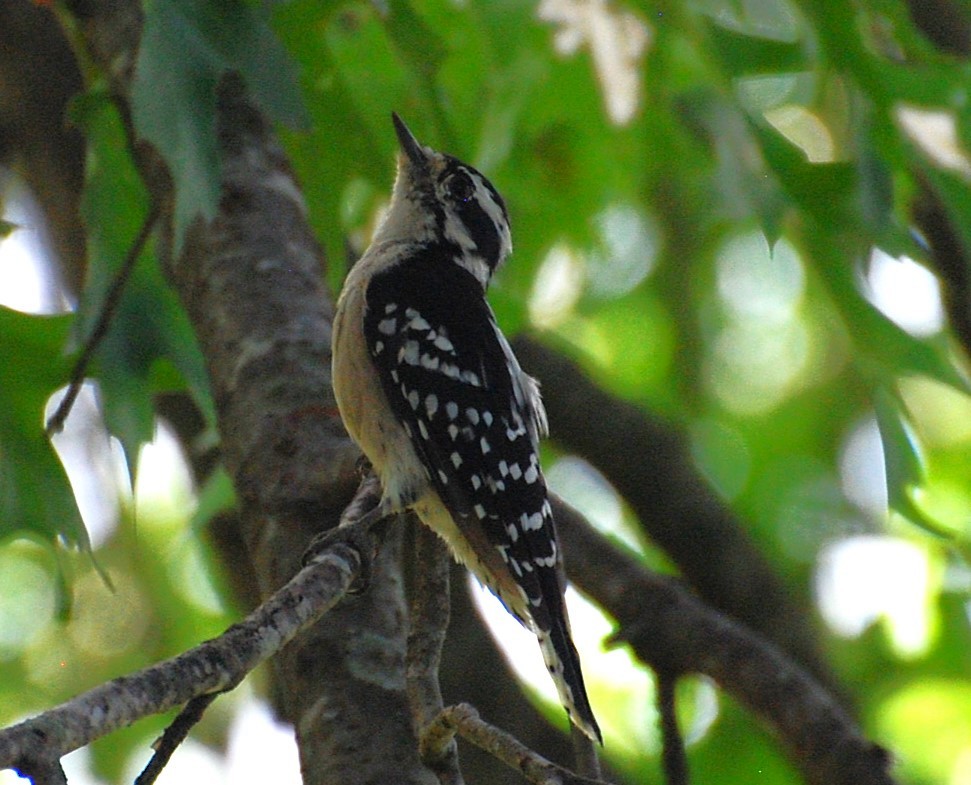 Downy Woodpecker - ML622142454