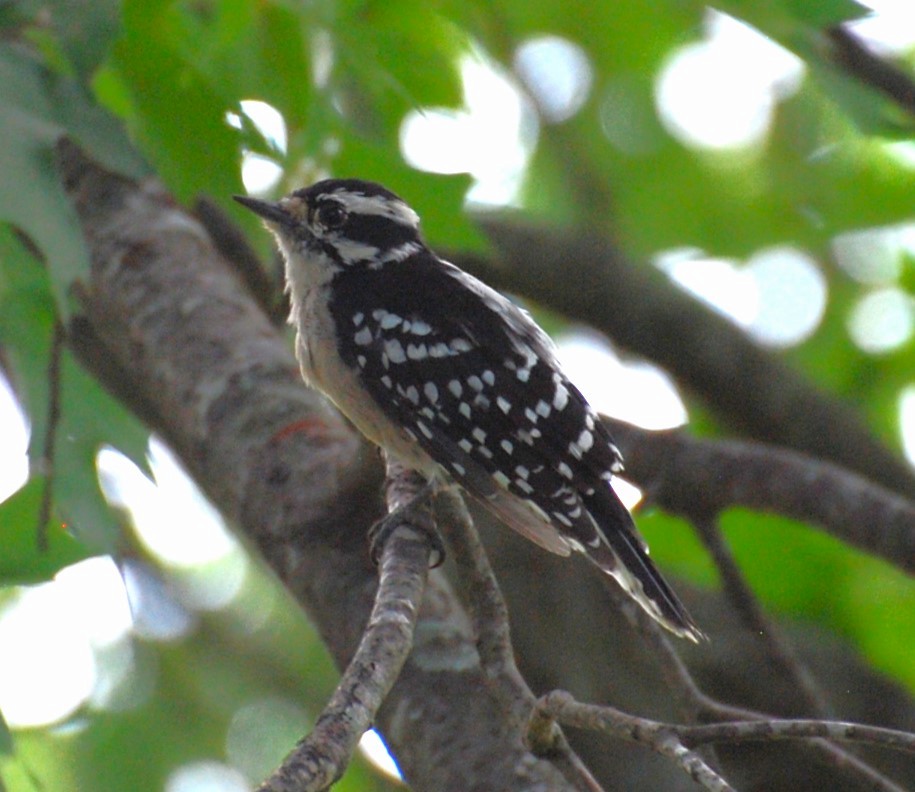 Downy Woodpecker - ML622142455